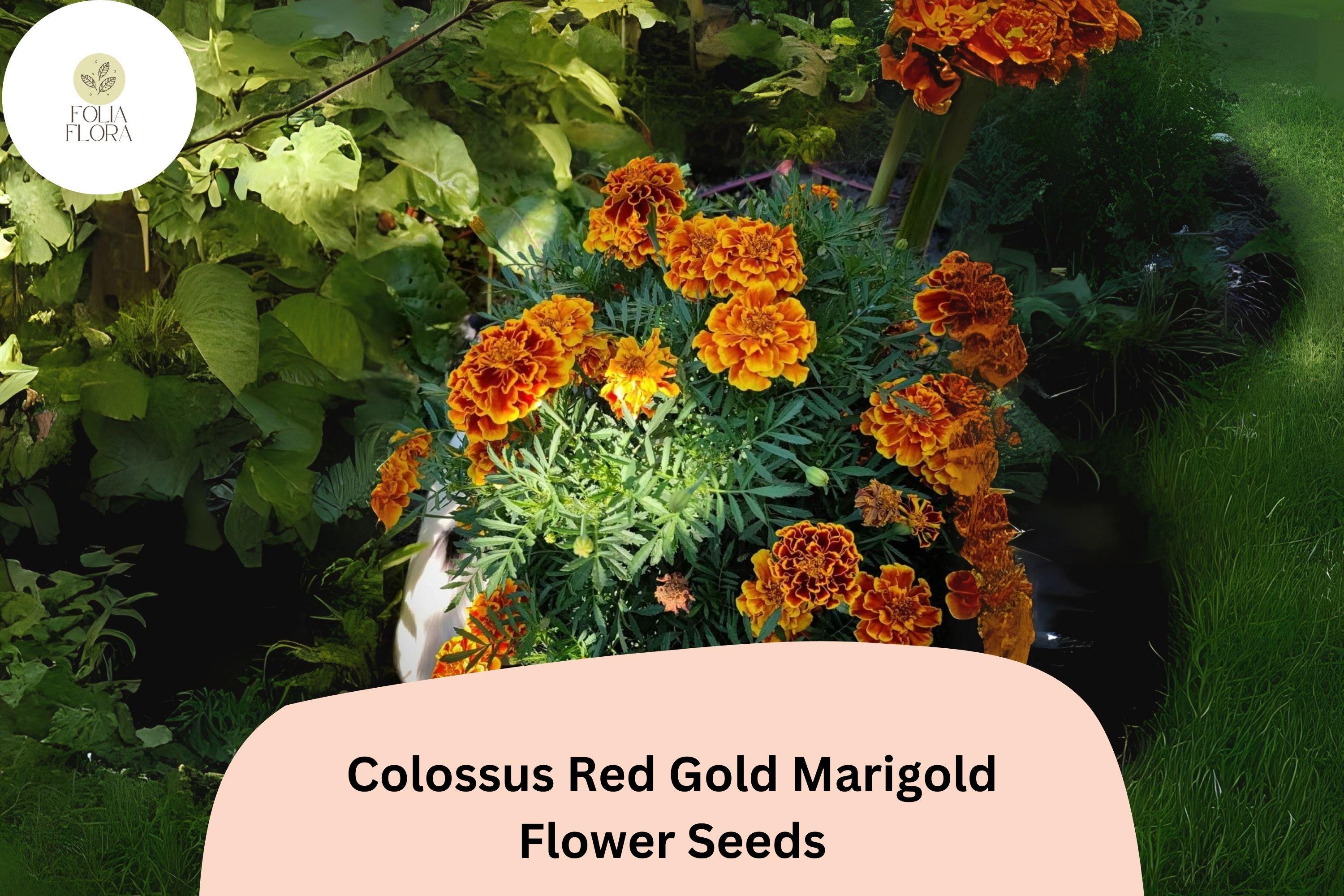 Colossus Red Gold Marigold Seeds | Giant African Marigold