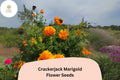 Crackerjack Marigold Seeds | Giant Orange & Yellow Heirloom Flower