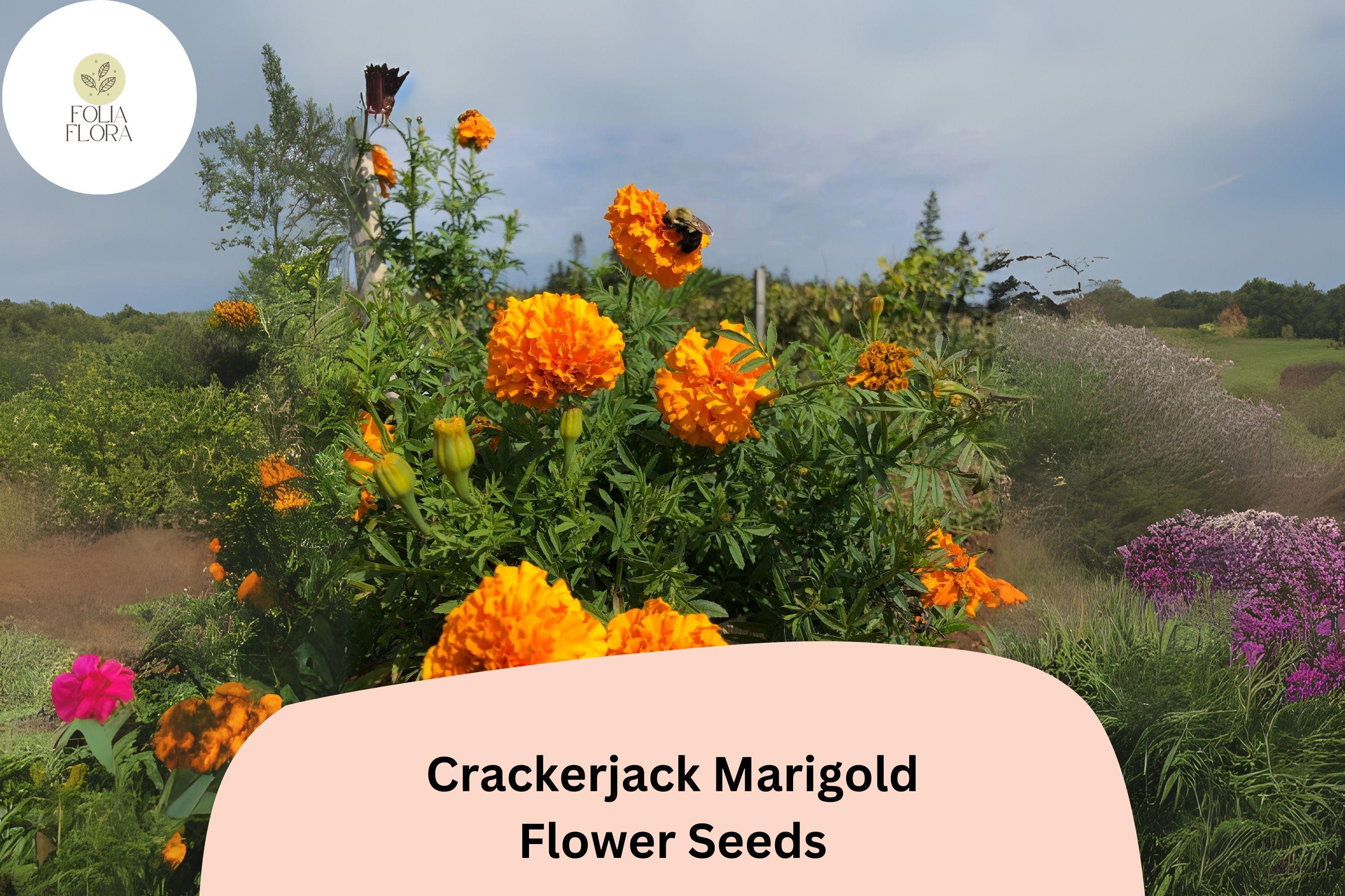 Crackerjack Marigold Seeds | Giant Orange & Yellow Heirloom Flower