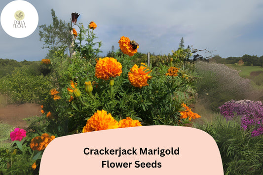 Crackerjack Marigold Seeds | Giant Orange & Yellow Heirloom Flower