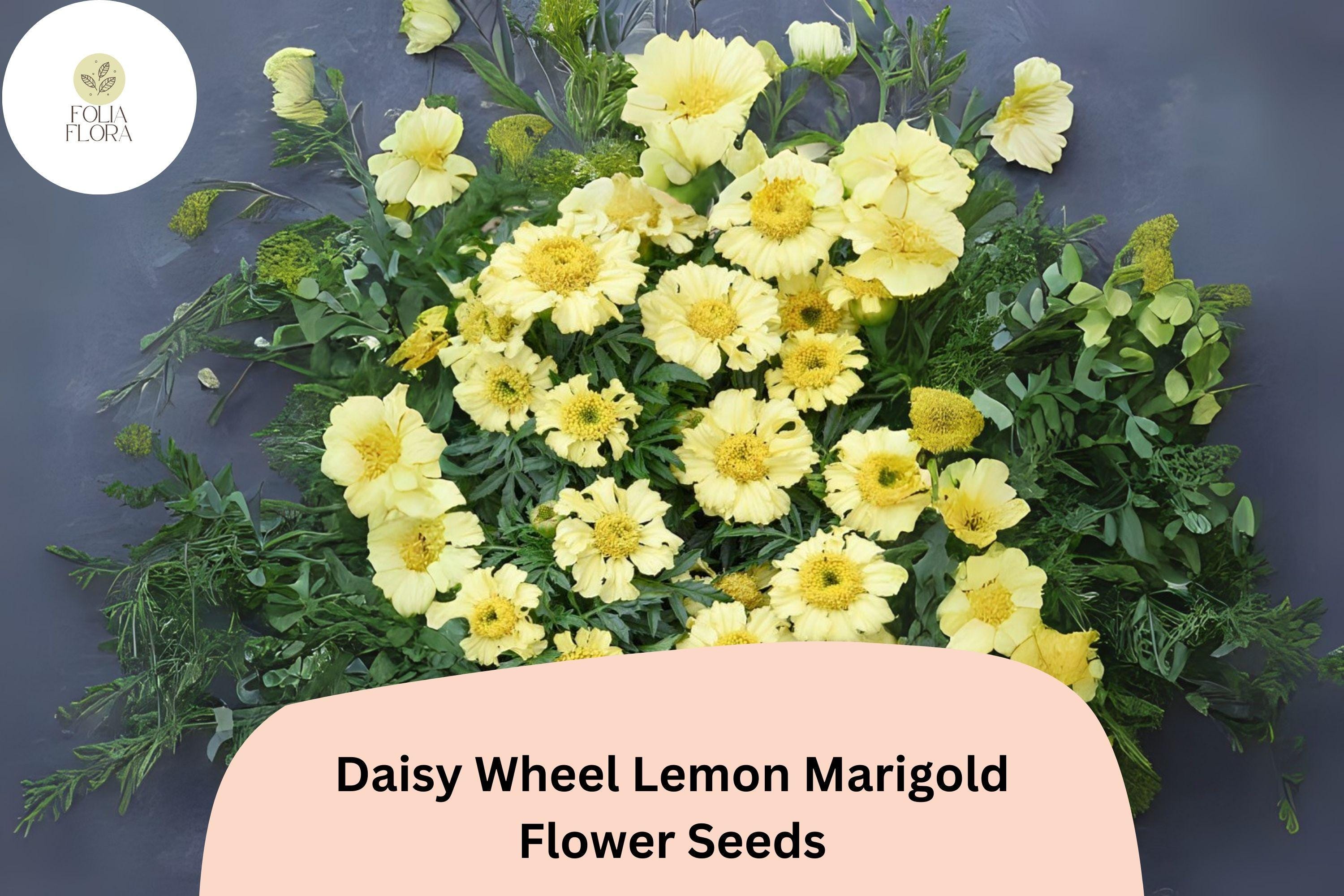 Lemon Marigold Seeds | Daisy Wheel Tagetes tenuifolia, Compact Yellow Blooms