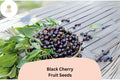 Black Cherry Tree Seeds | Prunus serotina, Hardy Fruit