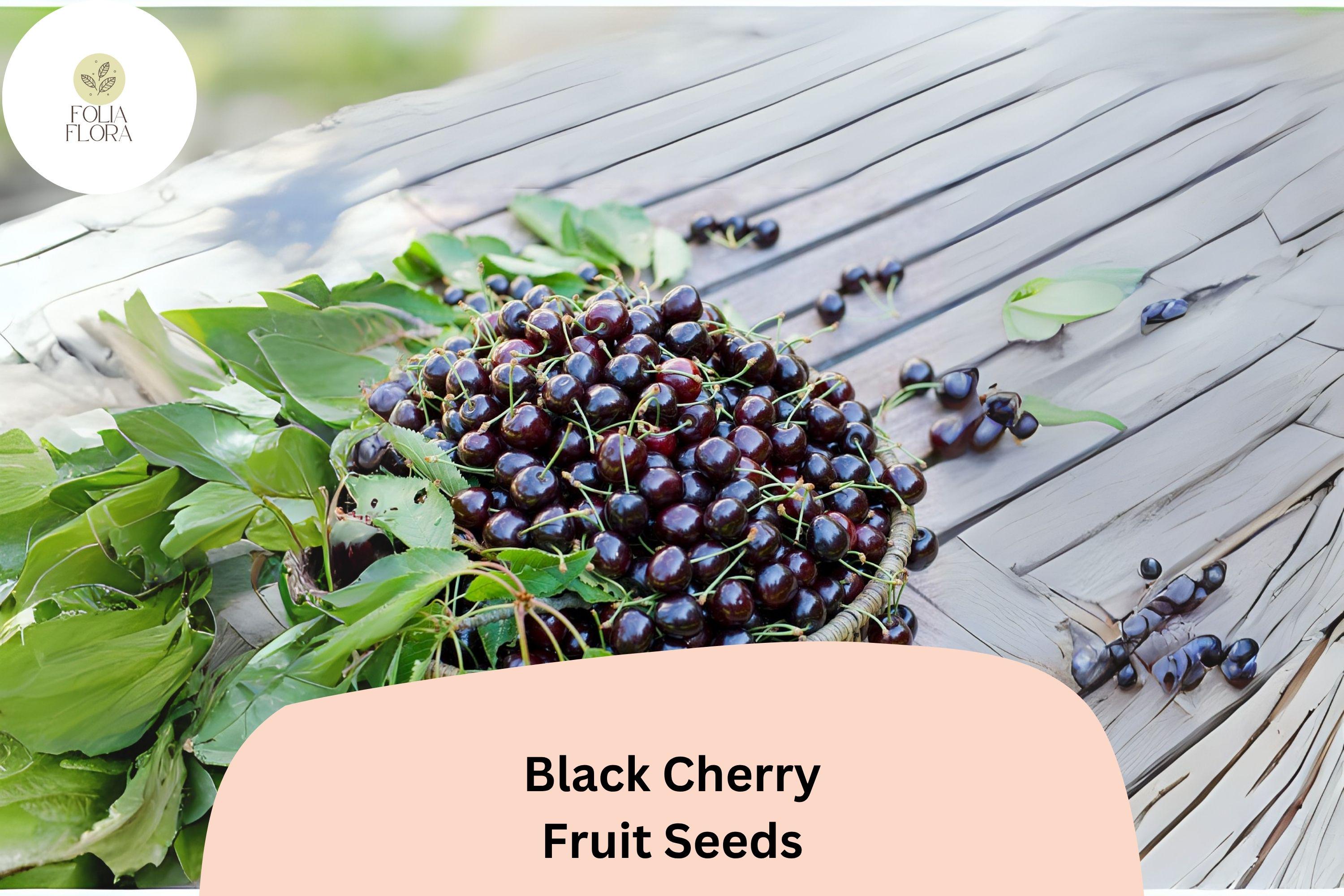 Black Cherry Tree Seeds | Prunus serotina, Hardy Fruit