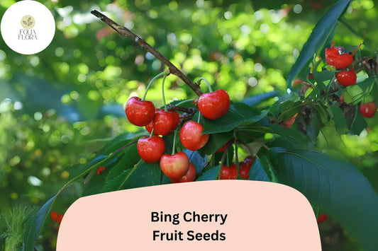 Bing Cherry Tree Seeds (10+) | Prunus Avium, Heirloom Variety