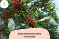 Early Richmond Sour Cherry Seeds | Prunus cerasus | Cold Hardy, Juicy, Early Season Fruit