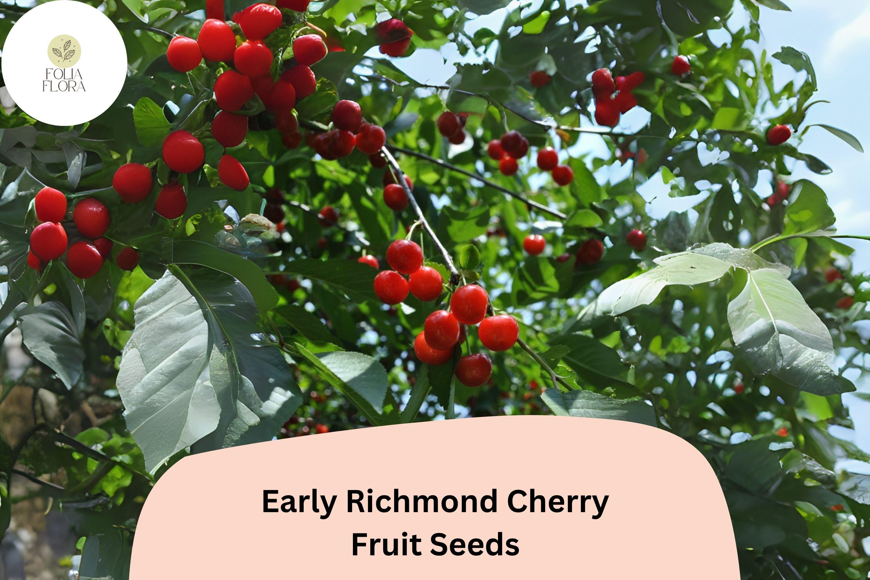 Early Richmond Sour Cherry Seeds | Prunus cerasus | Cold Hardy, Juicy, Early Season Fruit
