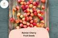 Rainier Cherry Tree Seeds | Cold Hardy, Sweet Yellow-Red Fruit