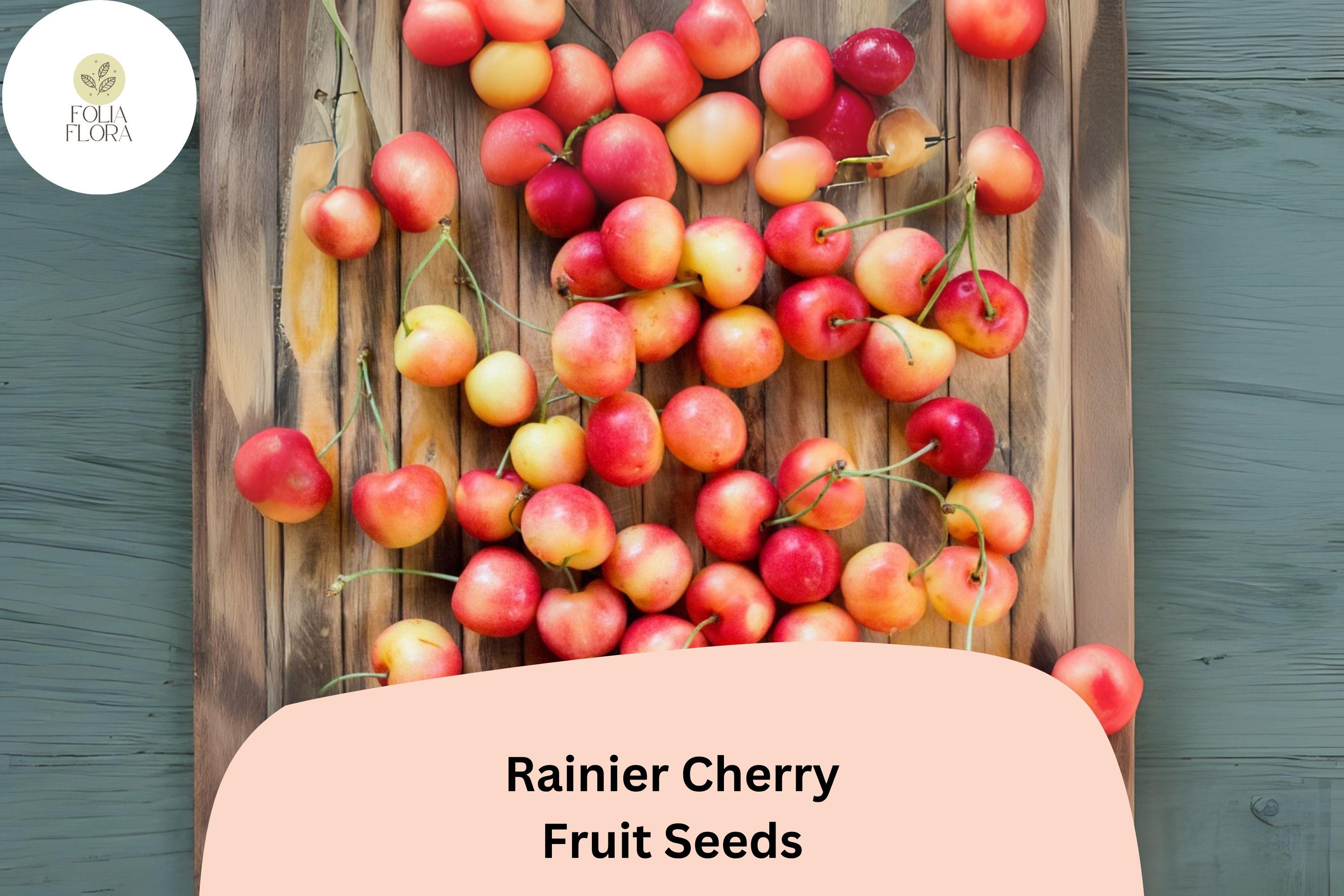 Rainier Cherry Tree Seeds | Cold Hardy, Sweet Yellow-Red Fruit