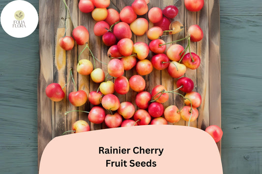 Rainier Cherry Tree Seeds | Cold Hardy, Sweet Yellow-Red Fruit