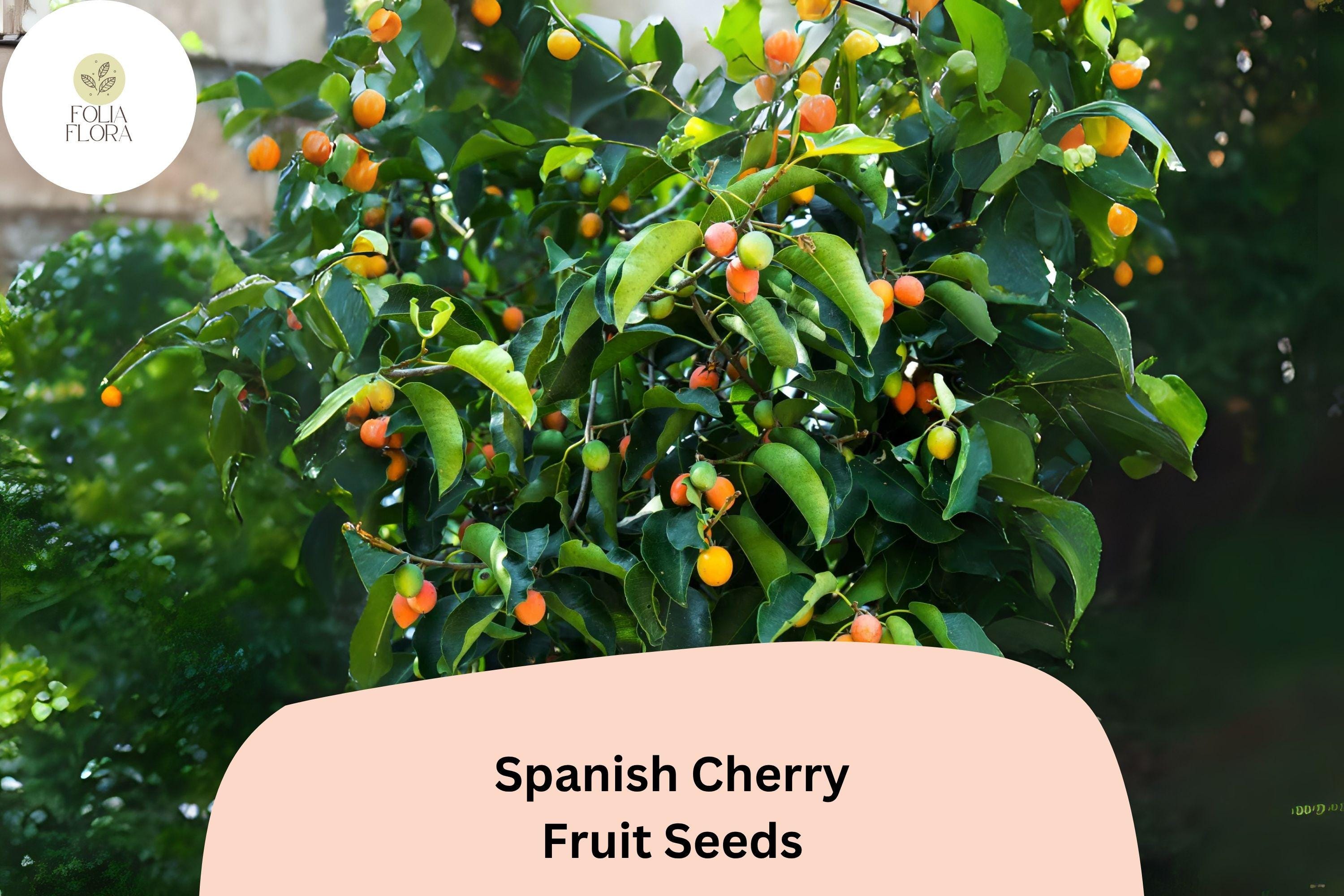 Spanish Cherry Seeds | Muntingia Calabura, Tropical Fruit Tree