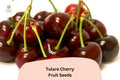 Tulare Cherry Tree Seeds | Sweet Red Fruit, Home Orchard (10+ Seeds)