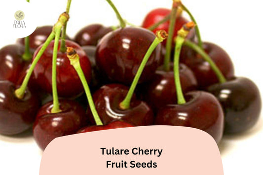Tulare Cherry Tree Seeds | Sweet Red Fruit, Home Orchard (10+ Seeds)