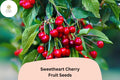 Sweetheart Cherry Seeds | Late Season Red Cherry Tree (10+ Seeds)