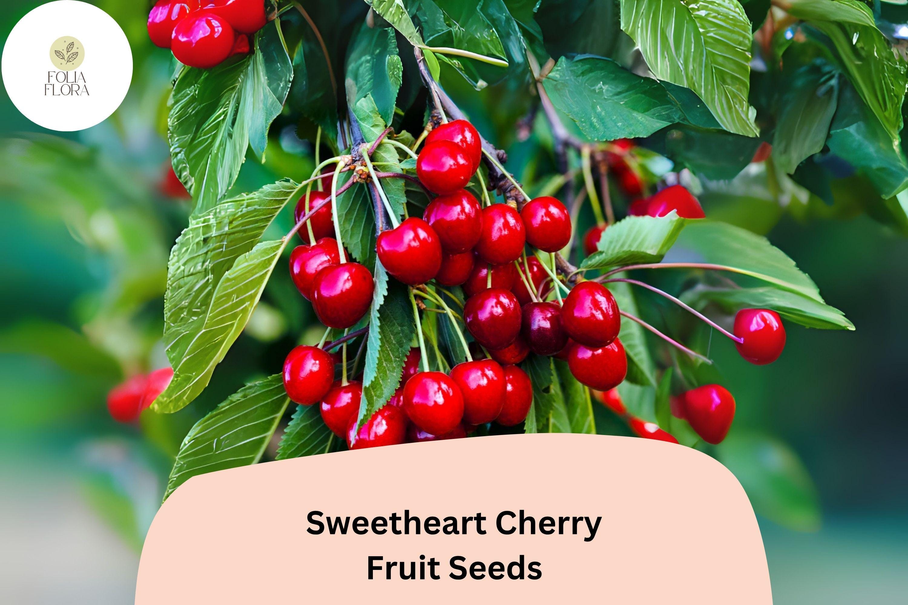 Sweetheart Cherry Seeds | Late Season Red Cherry Tree (10+ Seeds)
