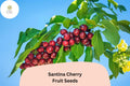Santina Cherry Tree Seeds | Early Season, Sweet Red Fruit (10+ Seeds)