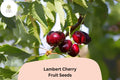 Lambert Cherry Tree Seeds | Prunus Avium, Sweet Dark Red Fruit