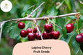 Lapins Cherry Seeds | Sweet Dark Red Fruit Tree (10+ Seeds)