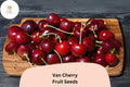 Van Cherry Tree Seeds | Sweet Black Cherry, Non-GMO