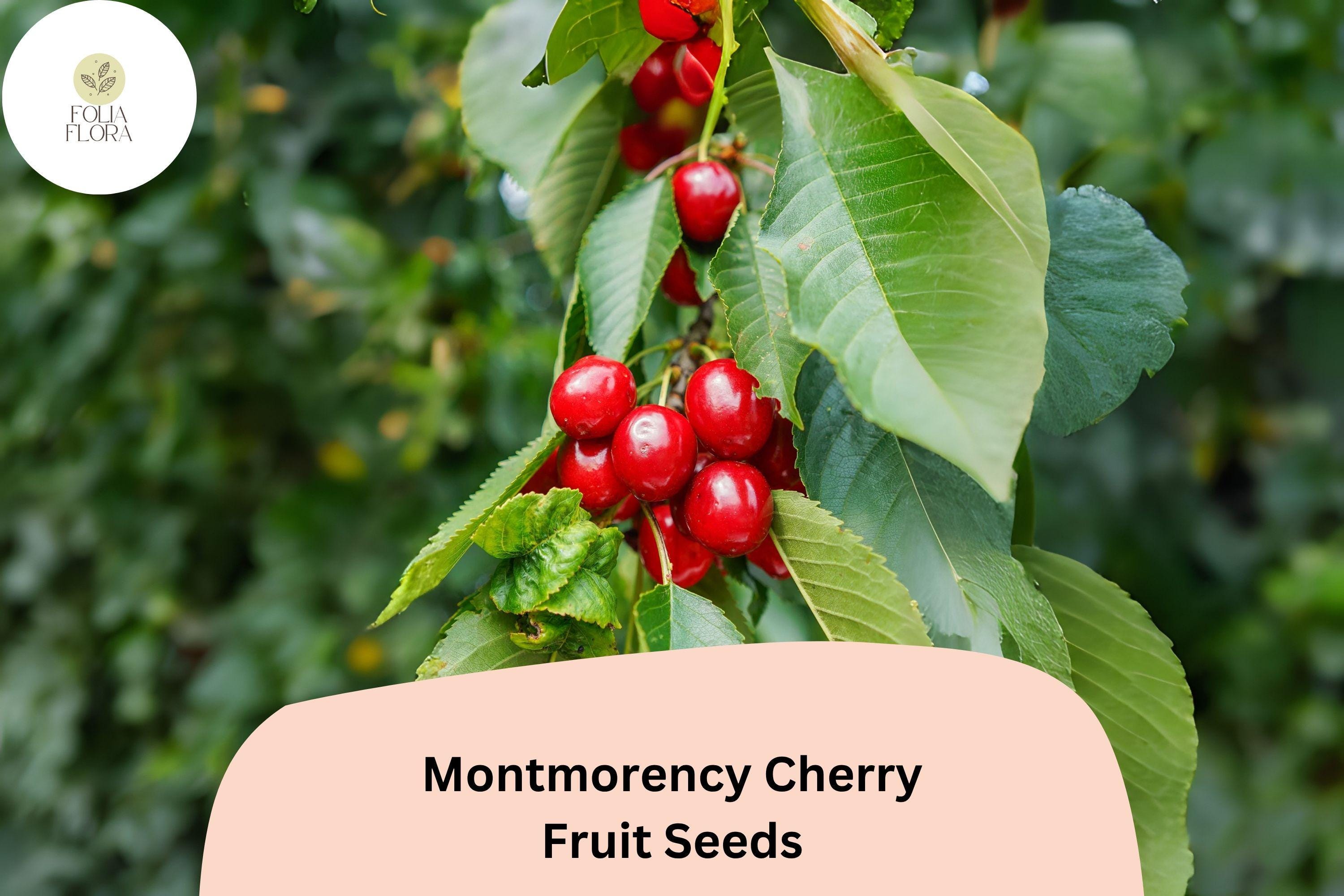 Montmorency Cherry Tree Seeds | Tart Pie Cherries, Home Orchard