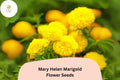 Mary Helen Marigold Seeds | Golden Yellow Blooms, Easy to Grow