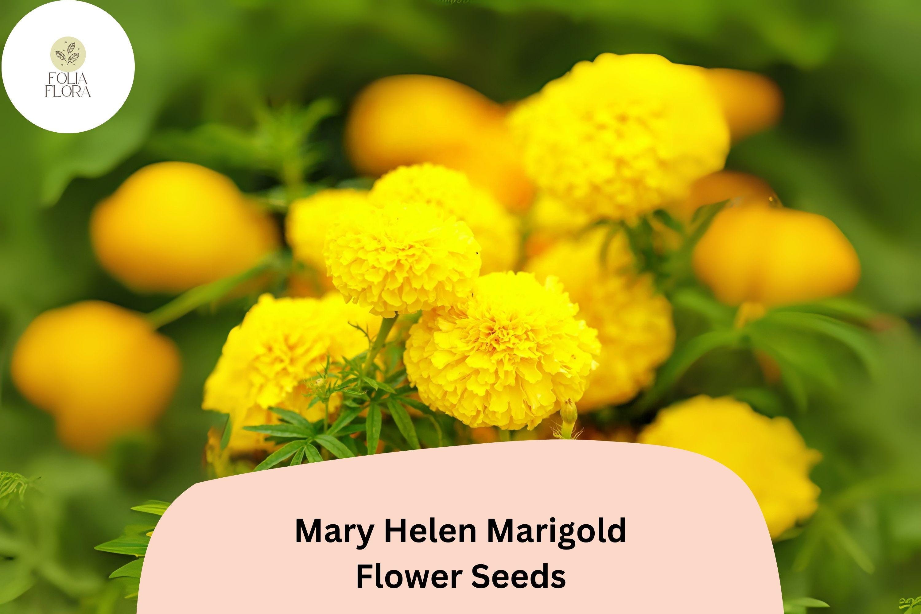 Mary Helen Marigold Seeds | Golden Yellow Blooms, Easy to Grow