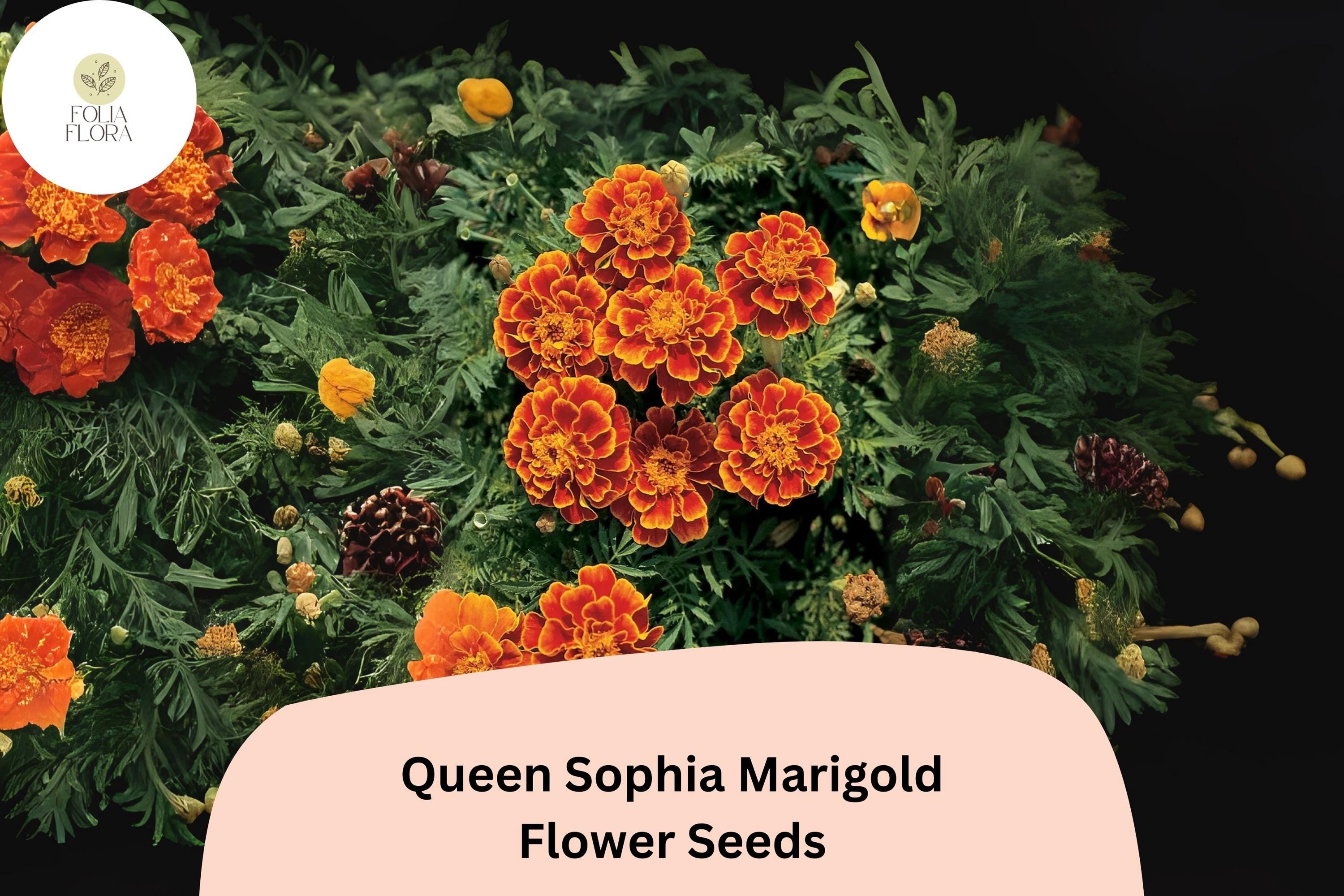 Queen Sophia Marigold Seeds | Orange-Red French Marigold