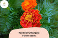 Red Cherry Marigold Seeds | Tagetes Patula, French Marigold