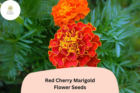 Red Cherry Marigold Seeds | Tagetes Patula, French Marigold