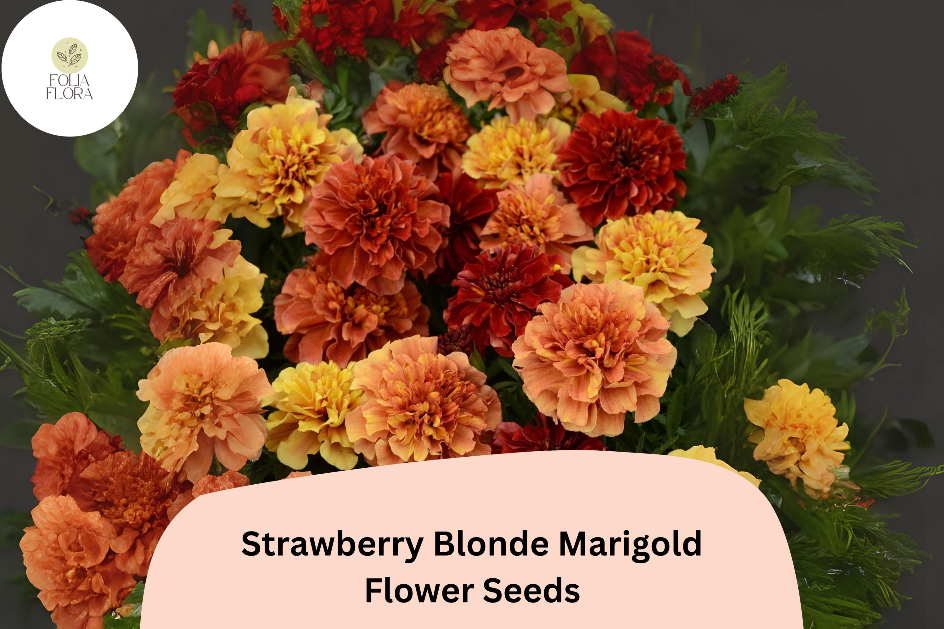 Strawberry Blonde Marigold Seeds | Unique Pastel Rose & Yellow Blooms