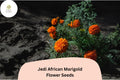 Jedi African Marigold Seeds | Tall Orange Blooms, Tagetes erecta