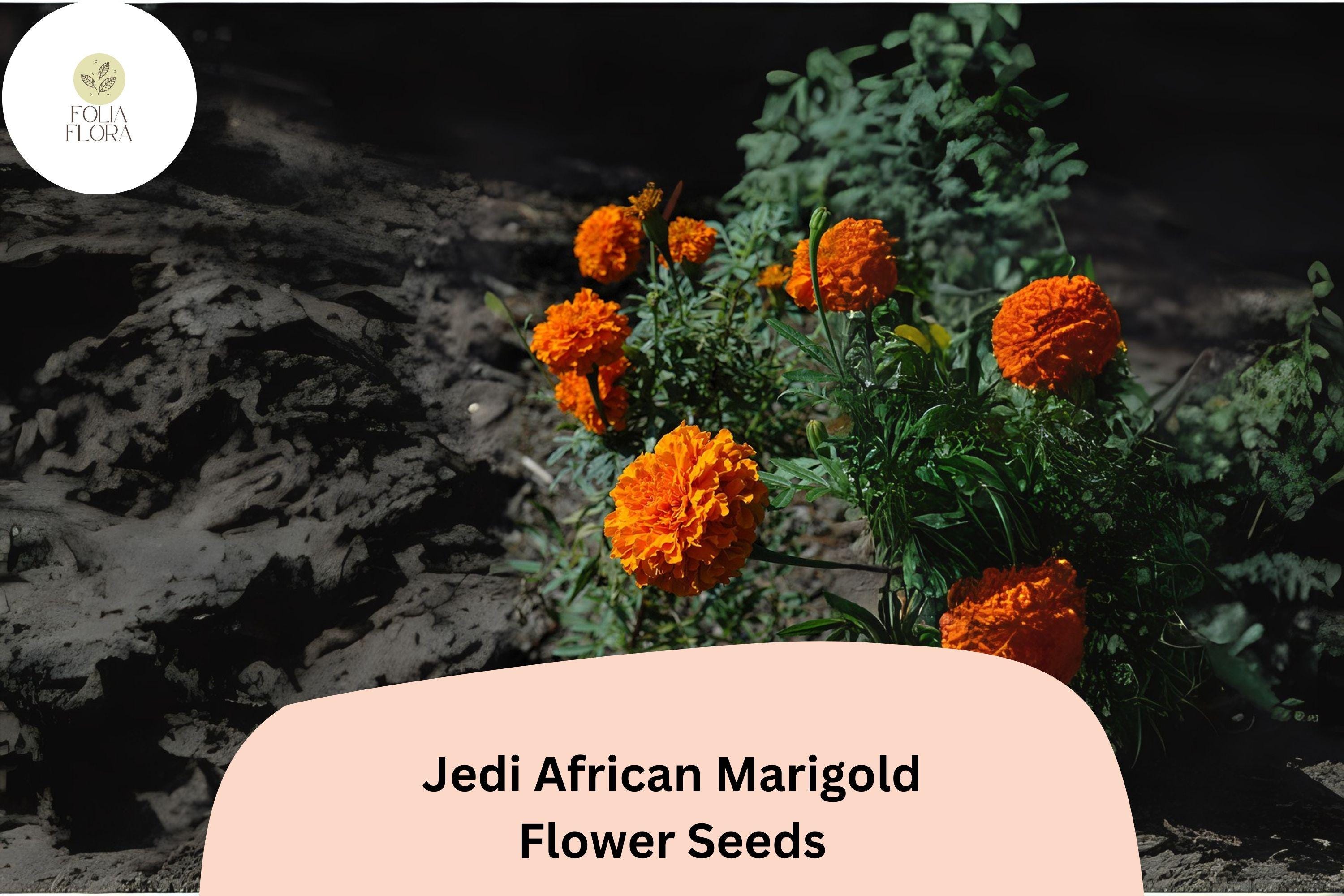Jedi African Marigold Seeds | Tall Orange Blooms, Tagetes erecta