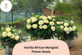 Vanilla African Marigold Seeds | Creamy White Blooms, Tall Summer Annual