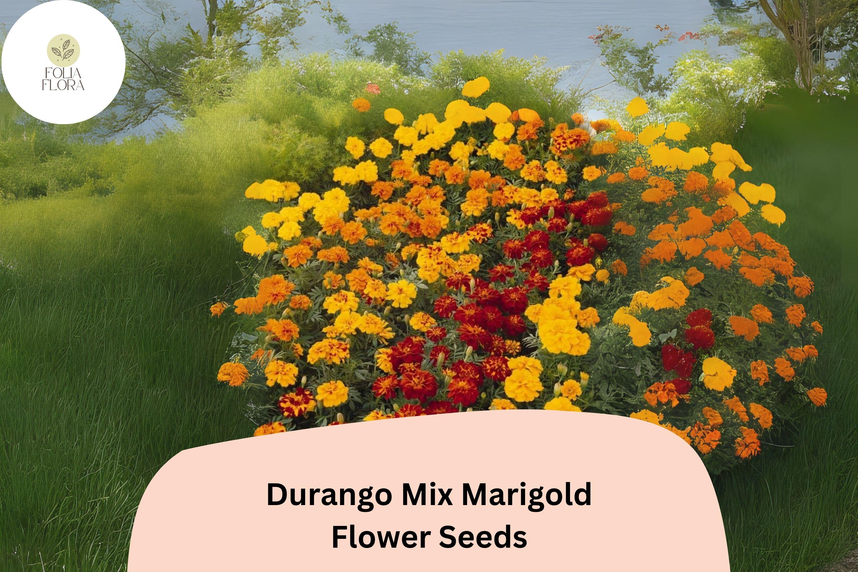 Durango Mix Marigold Seeds | French Marigold, Vibrant Blooms