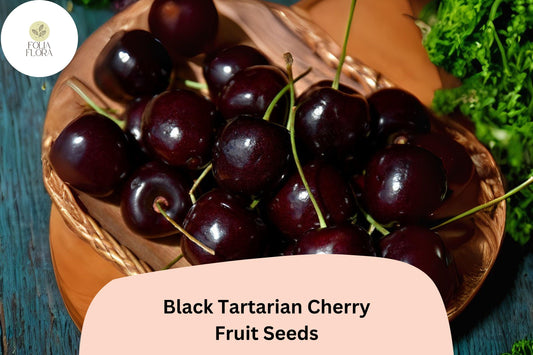 Black Tartarian Cherry Tree Seeds | Sweet Dark Fruit