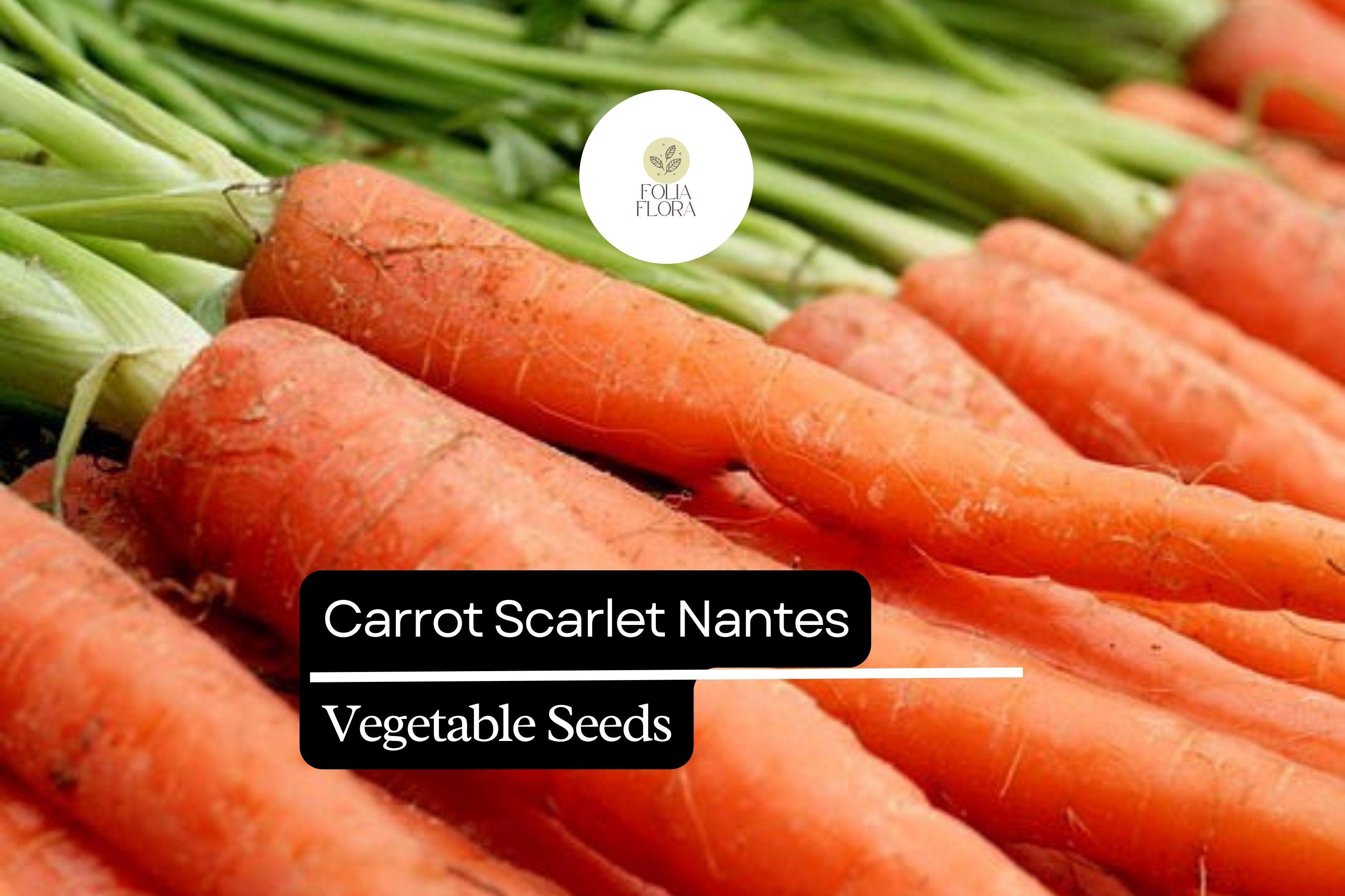 Nantes Carrot Seeds | 1000+ Heirloom Vegetable Garden Seeds