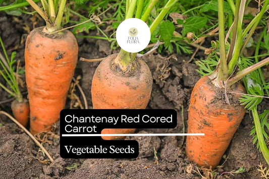 Chantenay Carrot Seeds | Heirloom Vegetable Garden