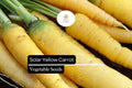 Solar Yellow Carrot Seeds | Heirloom Vegetable, Garden Planting