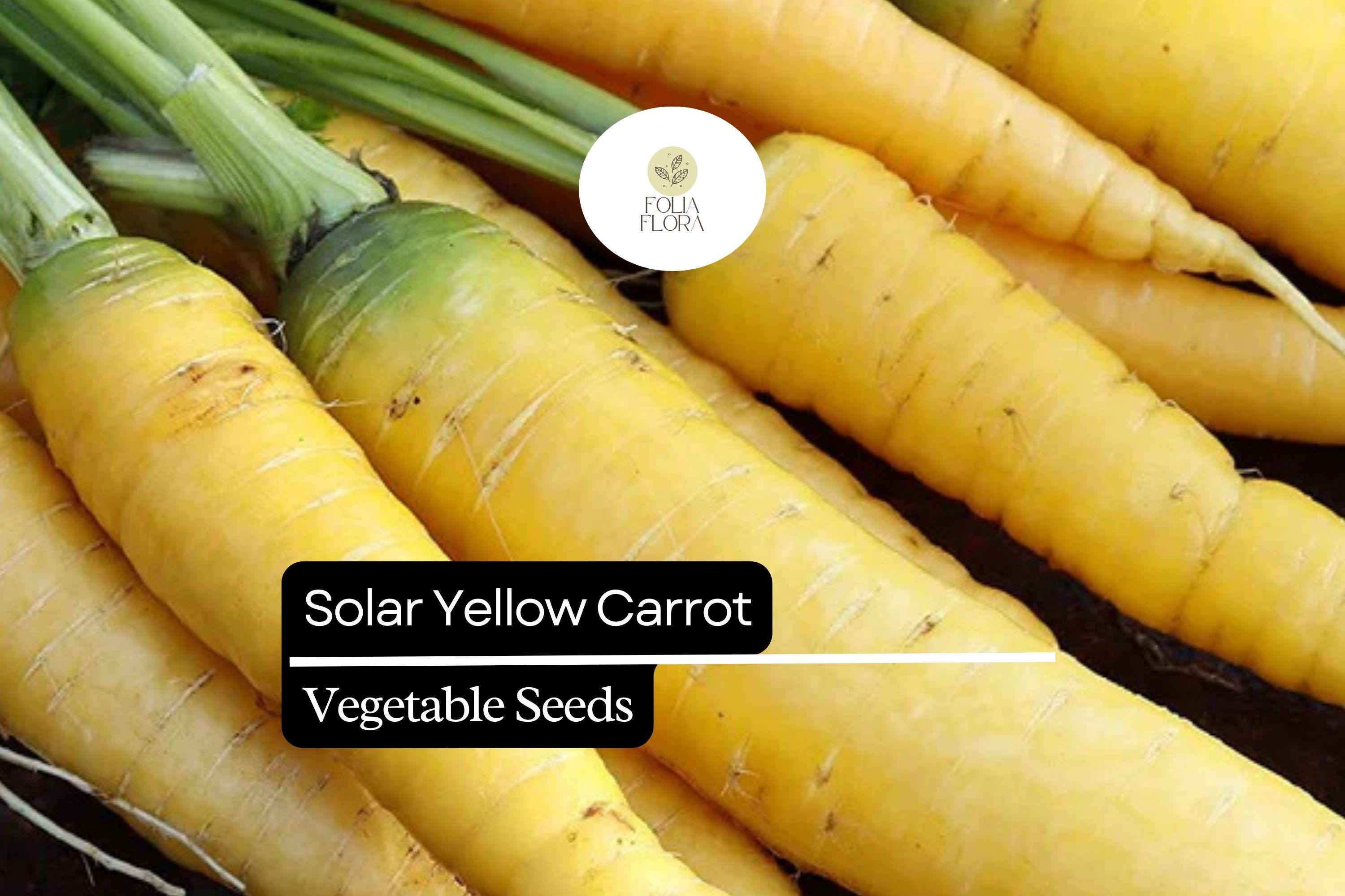 Solar Yellow Carrot Seeds | Heirloom Vegetable, Garden Planting