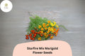 25+ Starfire Mix Marigold Seeds | Vibrant Single-Flower Tagetes for Borders, Pots & Garden Planting