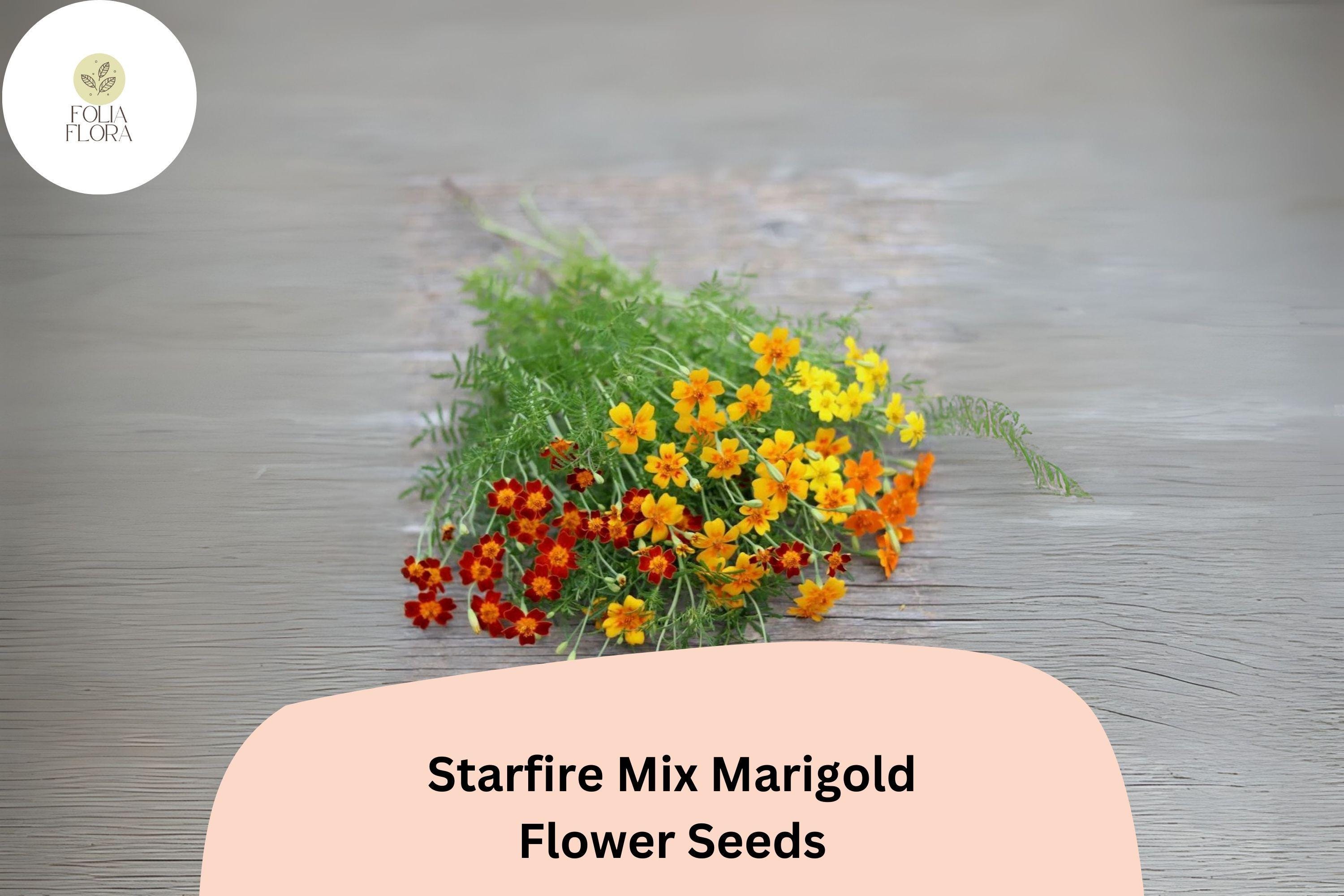 25+ Starfire Mix Marigold Seeds | Vibrant Single-Flower Tagetes for Borders, Pots & Garden Planting