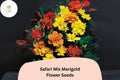 Safari Mix Marigold Seeds | Red, Yellow, Orange Tagetes