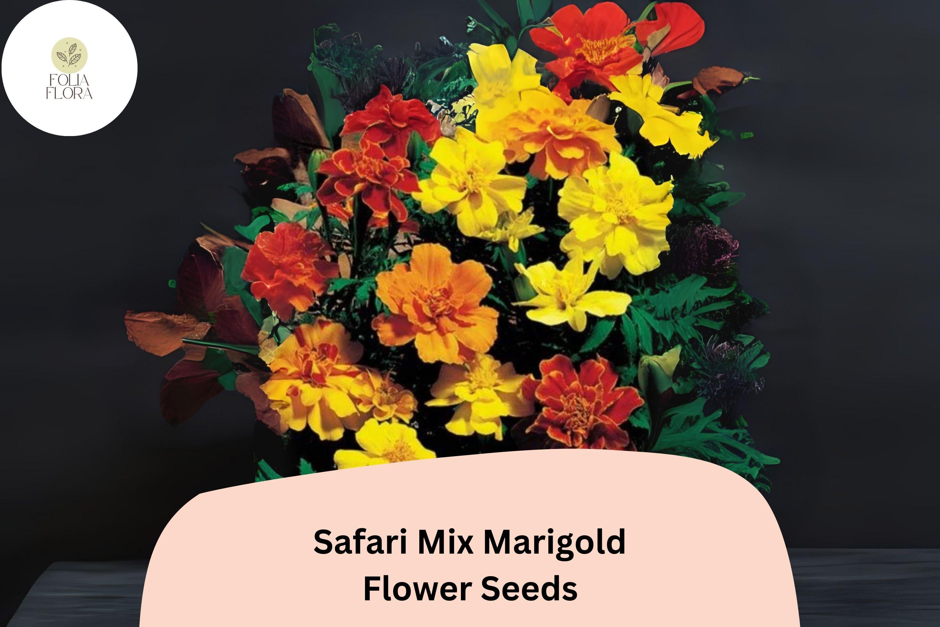 Safari Mix Marigold Seeds | Red, Yellow, Orange Tagetes