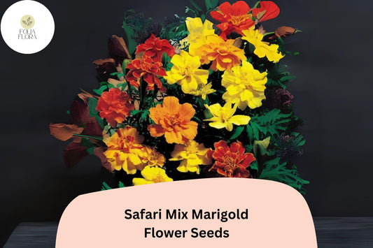Safari Mix Marigold Seeds | Red, Yellow, Orange Tagetes