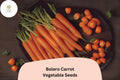 Bolero Carrot Seeds | Sweet Nantes-Type for Garden Planting
