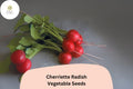 500+ Cherriette Radish Seeds | Crisp, Round, Early-Maturing Radishes for Garden Planting