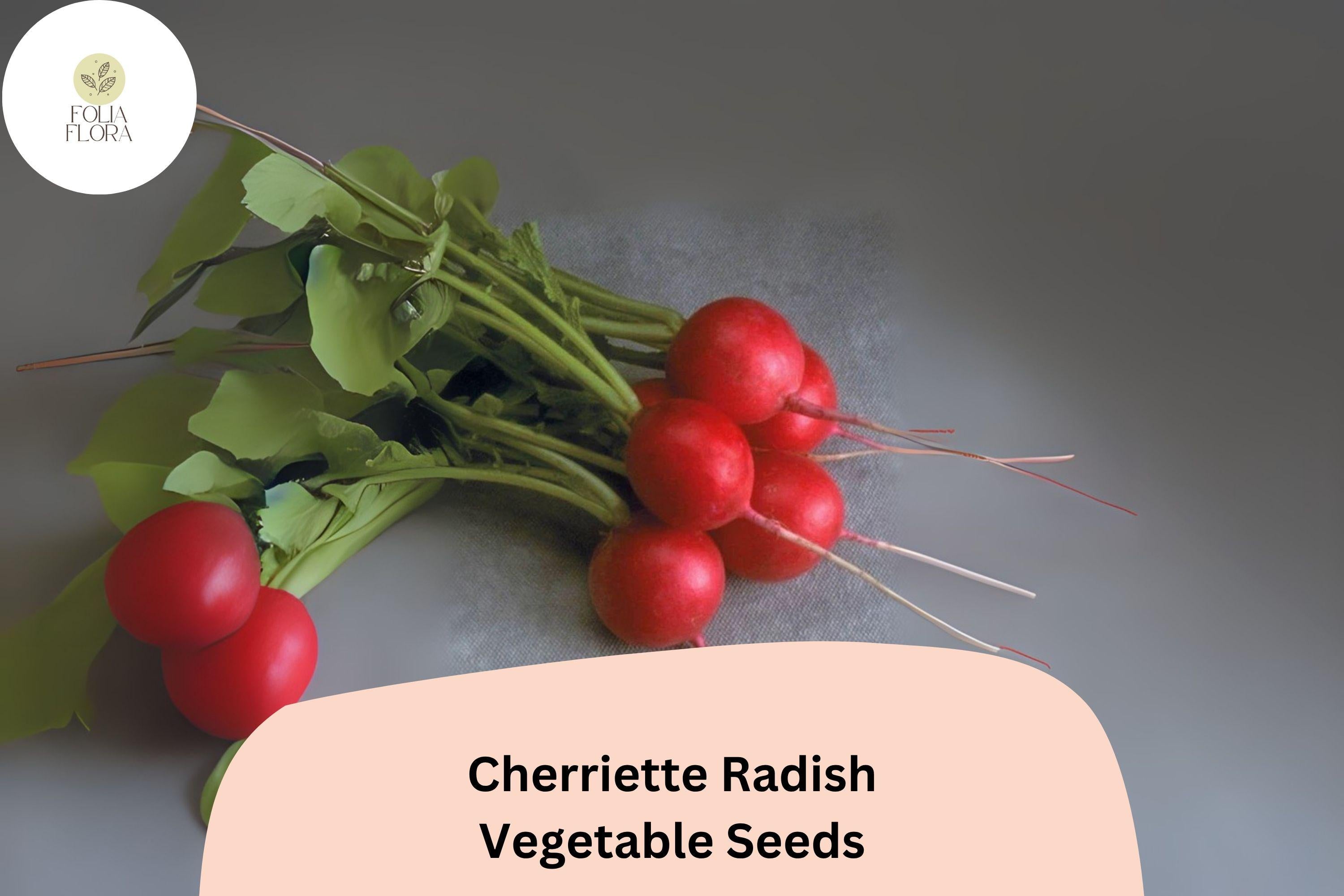 500+ Cherriette Radish Seeds | Crisp, Round, Early-Maturing Radishes for Garden Planting