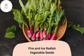 500+ Fire and Ice Radish Seeds | Red & White Bicolor Radishes for Garden Planting