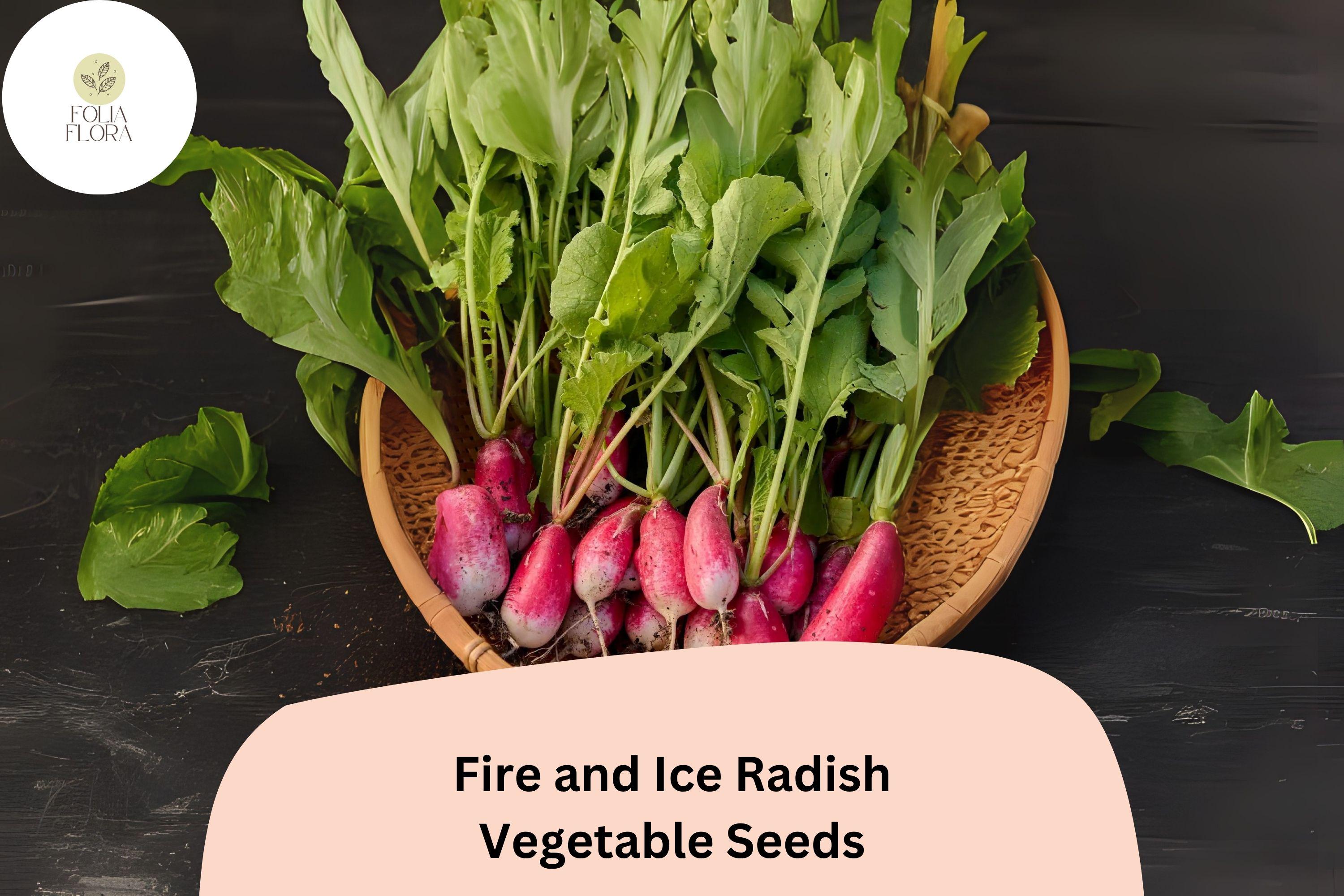 500+ Fire and Ice Radish Seeds | Red & White Bicolor Radishes for Garden Planting
