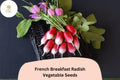 500+ French Breakfast Radish Seeds | Heirloom Oblong Radishes for Garden Planting