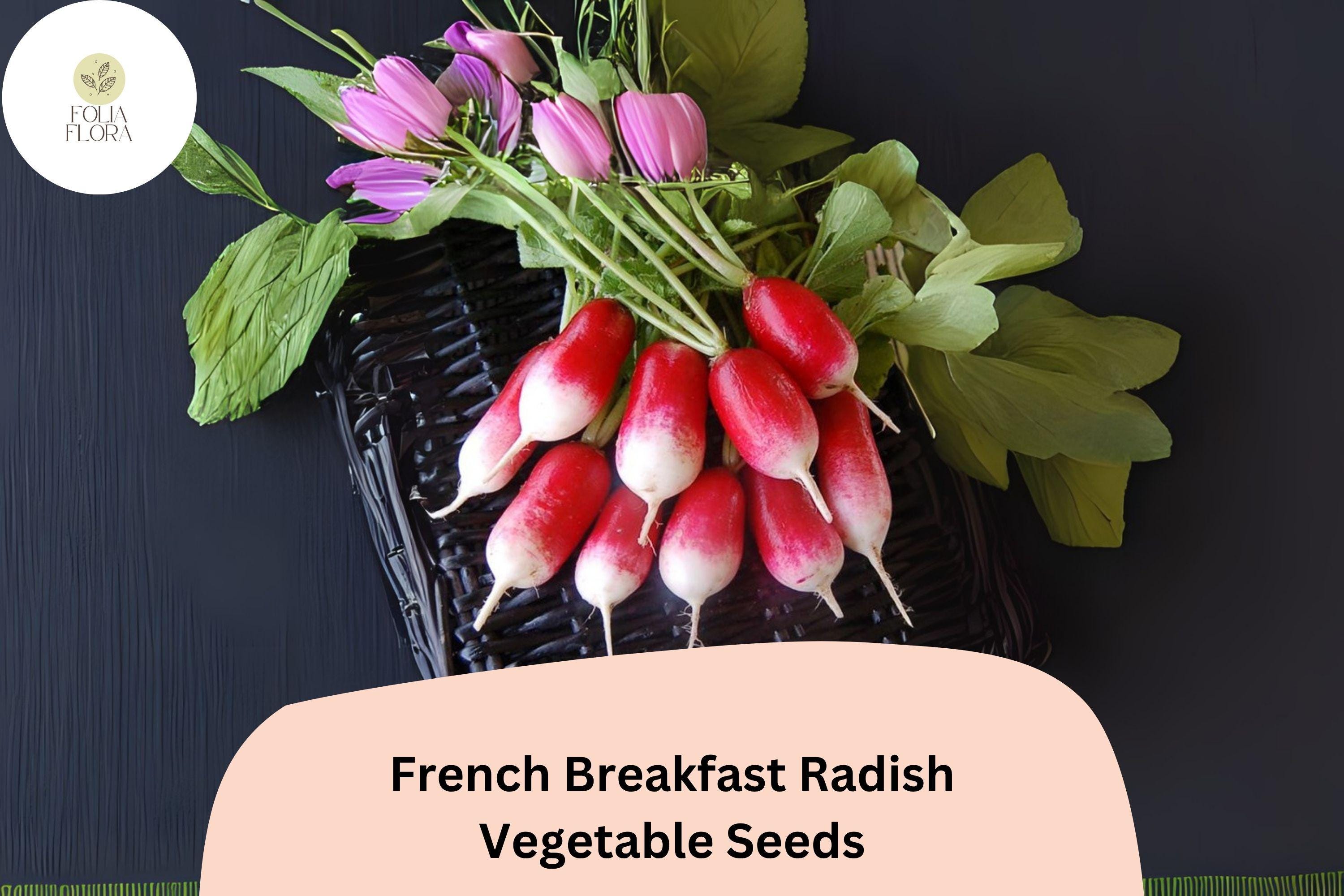 500+ French Breakfast Radish Seeds | Heirloom Oblong Radishes for Garden Planting